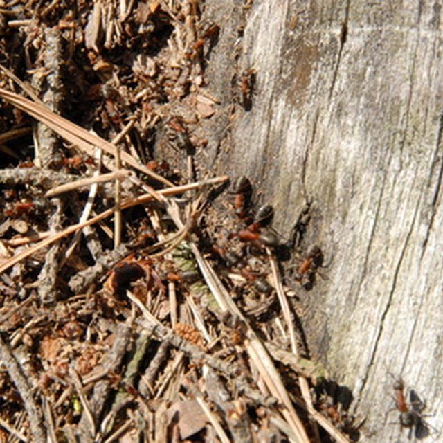 How to get rid of backyard ants